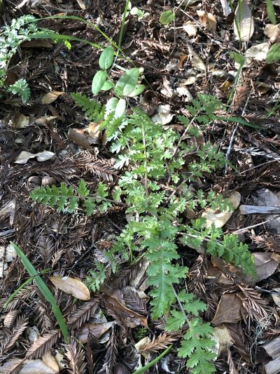 Pedicularis dudleyi, photographed by Justin Paulin