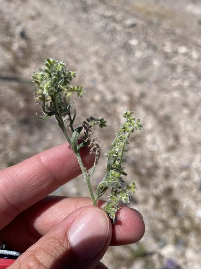 Cryptantha recurvata, photographed by Matt Berger