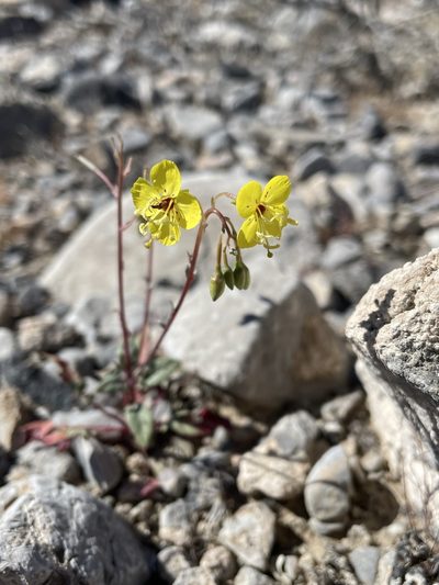 Chylismia munzii, photographed by Matt Berger