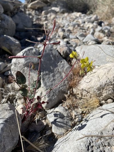 Chylismia munzii, photographed by Matt Berger
