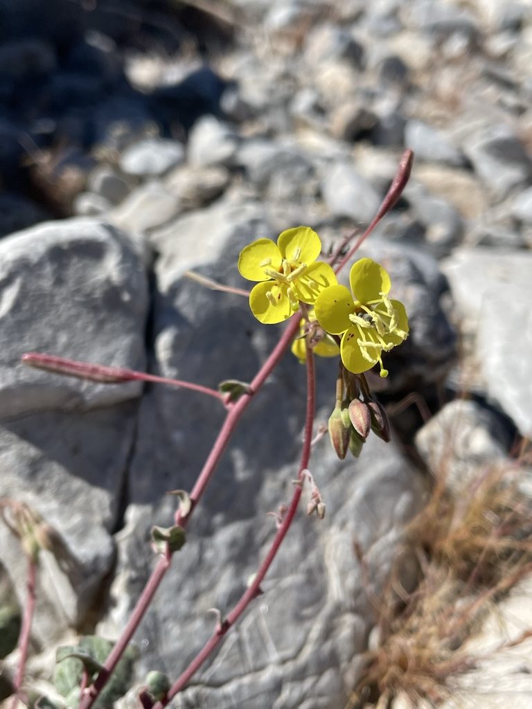 Chylismia munzii, photographed by Matt Berger