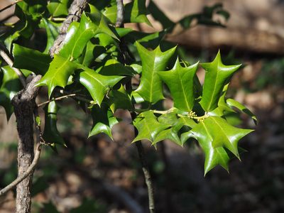 Ilex cornuta, photographed by Katja Schulz