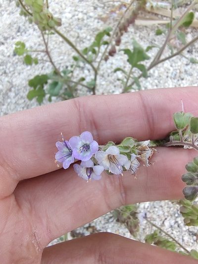 Phacelia scariosa, photographed by Abraham Sánchez Romero