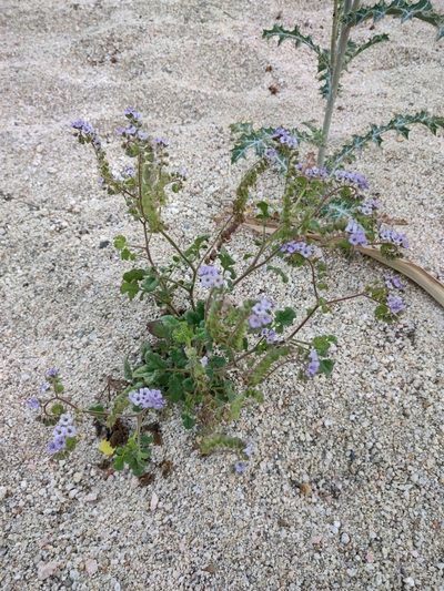 Phacelia scariosa, photographed by Abraham Sánchez Romero