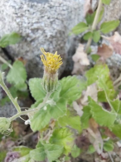 Brickellia peninsularis, photographed by Abraham Sánchez Romero