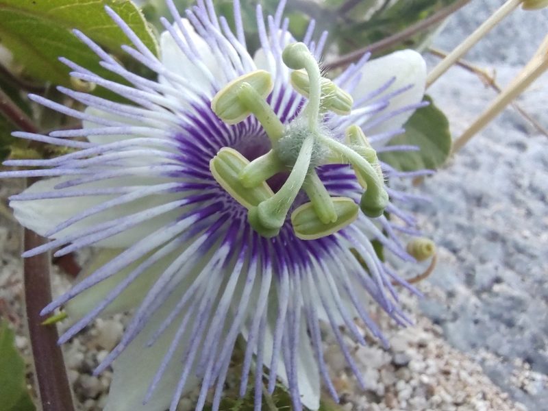 Passiflora arida, photographed by Abraham Sánchez Romero
