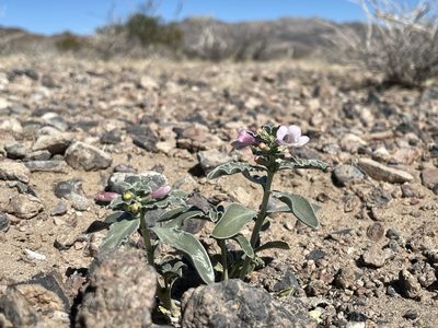 Penstemon albomarginatus, photographed by Matt Berger