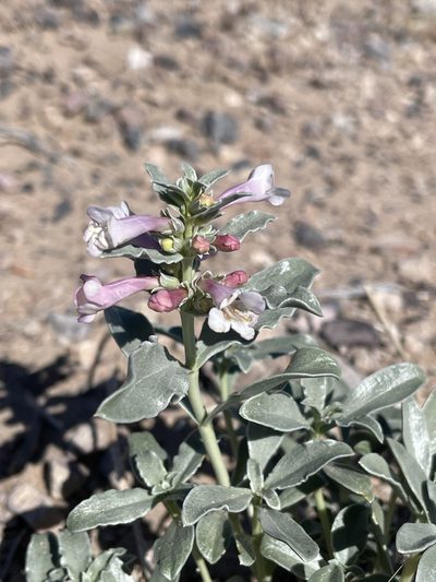 Penstemon albomarginatus, photographed by Matt Berger
