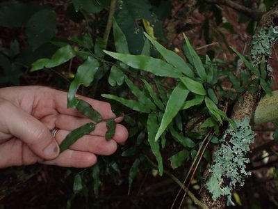 Arthropteris tenella, photographed by Lisa Bennett