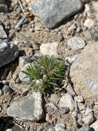 Linanthus demissus, photographed by Matt Berger
