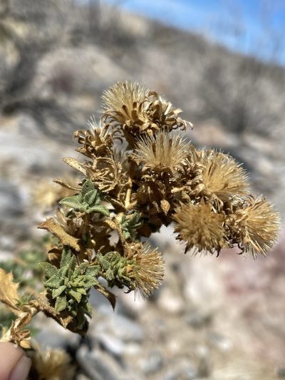 Adiaphila brickellioides, photographed by Matt Berger
