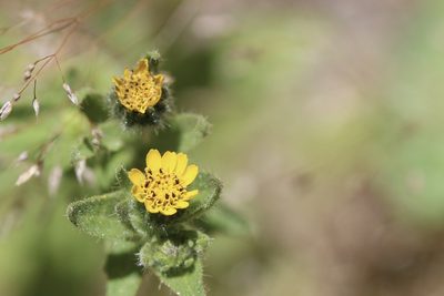 Layia hieracioides, photographed by lazarus