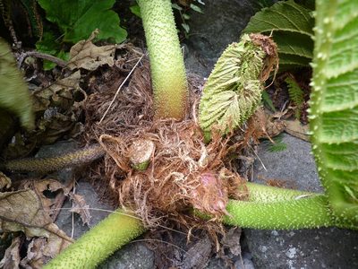 Gunnera masafuerae, photographed by Patricio Novoa
