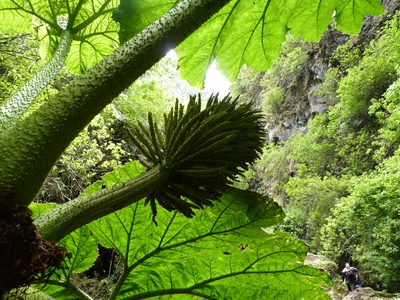 Gunnera masafuerae, photographed by Patricio Novoa
