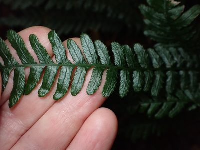 Doodia australis, photographed by Lisa Bennett