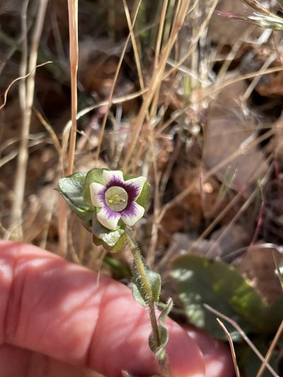 Tricardia watsonii, photographed by Matt Berger