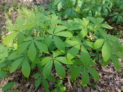 Aesculus sylvatica