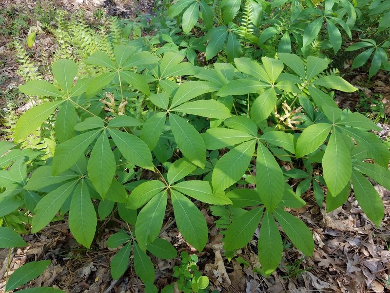 Aesculus sylvatica, photographed by Leila Dasher