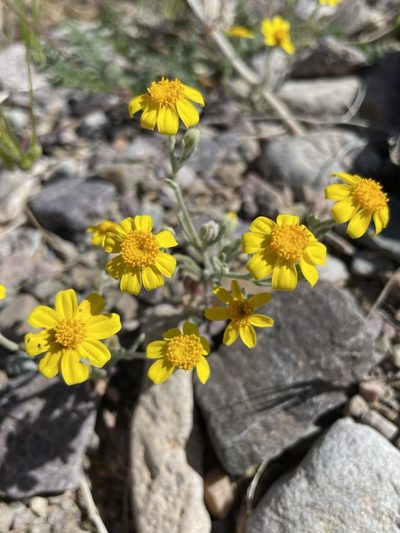 Eriophyllum ambiguum, photographed by Matt Berger