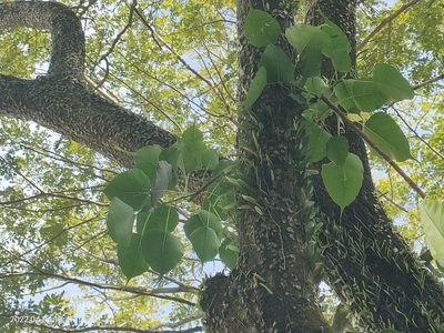 Ficus religiosa, photographed by Ong Jyh Seng