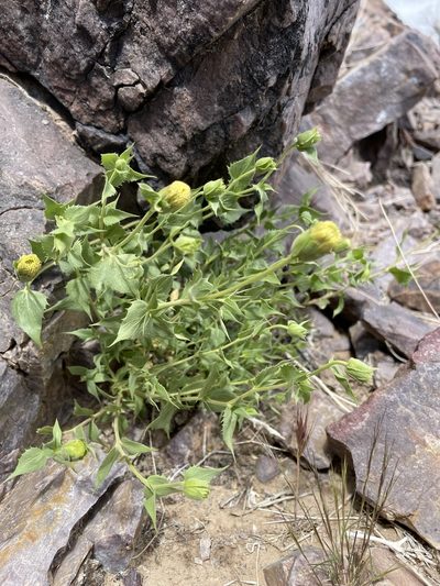 Brickellia atractyloides, photographed by Matt Berger