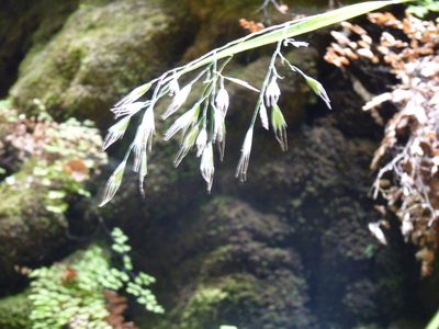 Festuca masafuerana, photographed by Patricio Novoa
