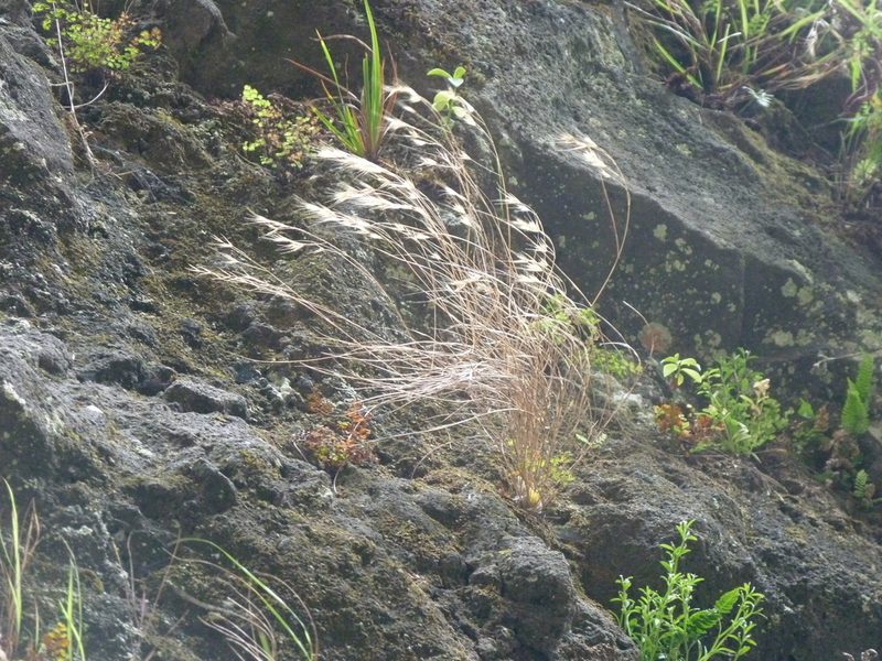 Festuca masafuerana, photographed by Patricio Novoa