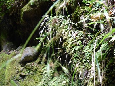 Festuca masafuerana, photographed by Patricio Novoa