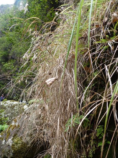 Festuca masafuerana, photographed by Patricio Novoa