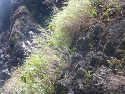 Festuca masafuerana, photographed by Patricio Novoa