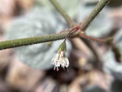 Eriogonum brachypodum, photographed by Matt Berger