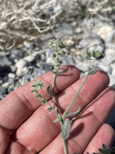 Cryptantha recurvata, photographed by Matt Berger
