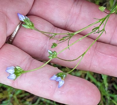 Gilia angelensis, photographed by Tom and T Herman