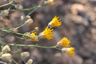 Bebbia juncea, photographed by Andrew Meeds