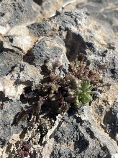 Phacelia rotundifolia, photographed by Matt Berger