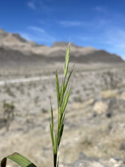 Bromus berteroanus, photographed by Matt Berger