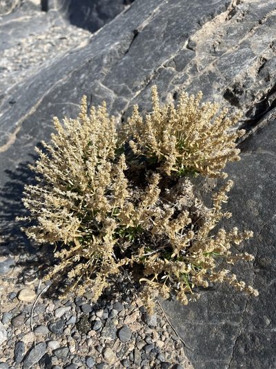 Scopulophila rixfordii, photographed by Matt Berger