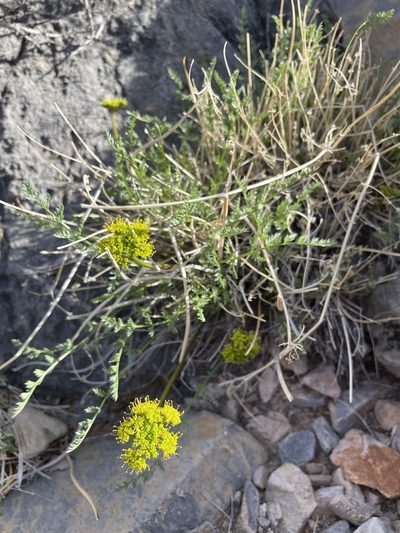 Lomatium parryi, photographed by Matt Berger