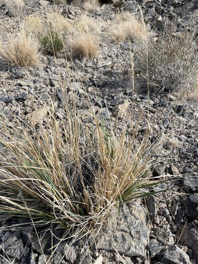 Eriocoma parishii, photographed by Matt Berger