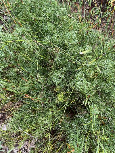 Caustis recurvata, photographed by tallarook