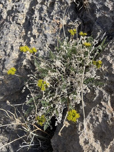 Lomatium parryi, photographed by Matt Berger