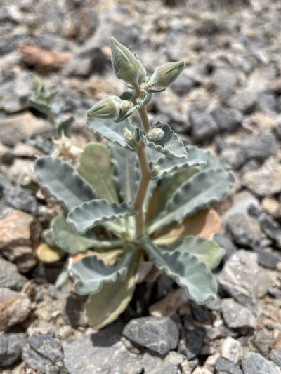 Mentzelia oreophila, photographed by Matt Berger