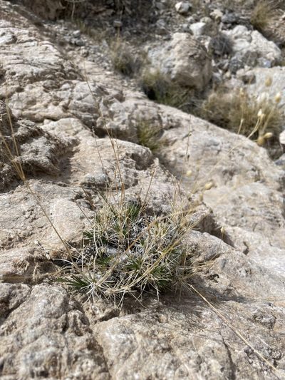 Eremogone macradenia, photographed by Matt Berger