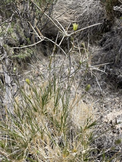 Eremogone macradenia, photographed by Matt Berger