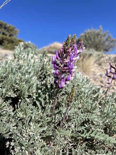 Astragalus minthorniae, photographed by Matt Berger