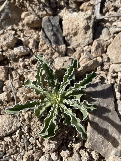 Frasera albomarginata, photographed by Matt Berger