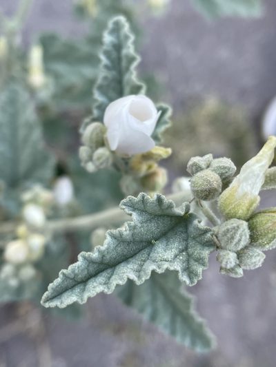 Sphaeralcea axillaris, photographed by Irene