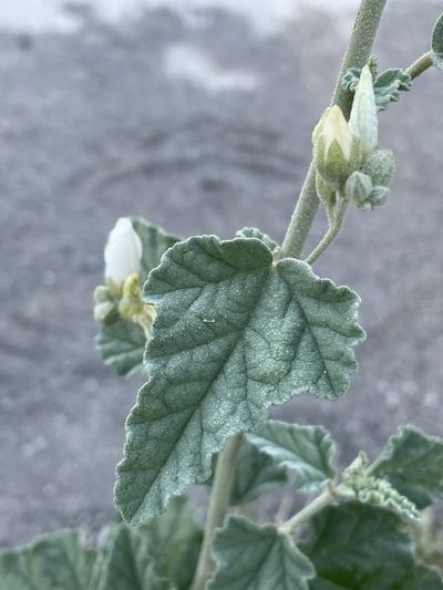 Sphaeralcea axillaris, photographed by Irene