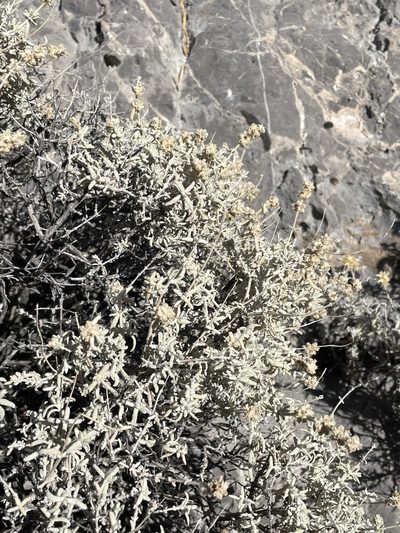 Buddleja utahensis, photographed by Matt Berger
