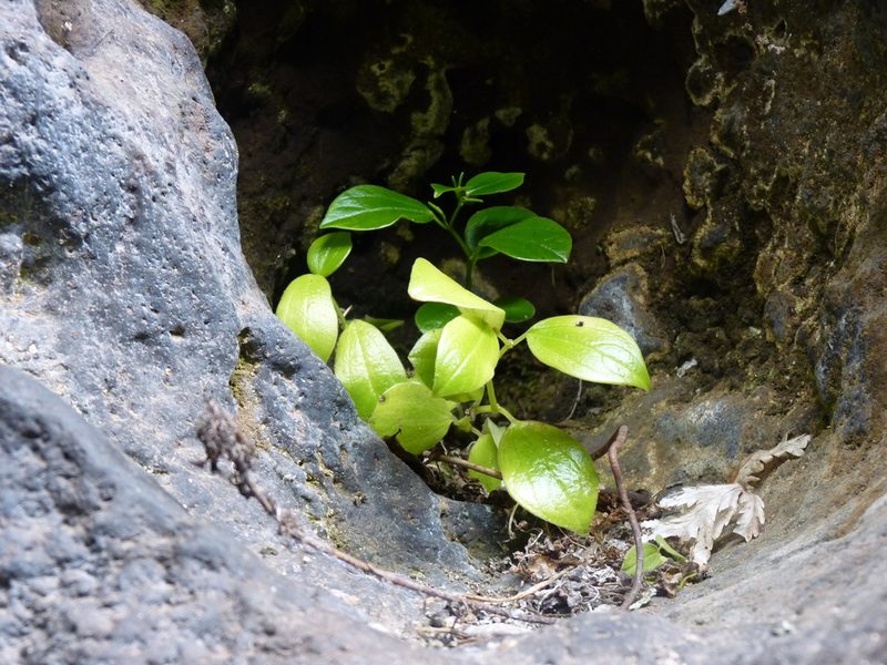 Peperomia skottsbergii, photographed by Patricio Novoa